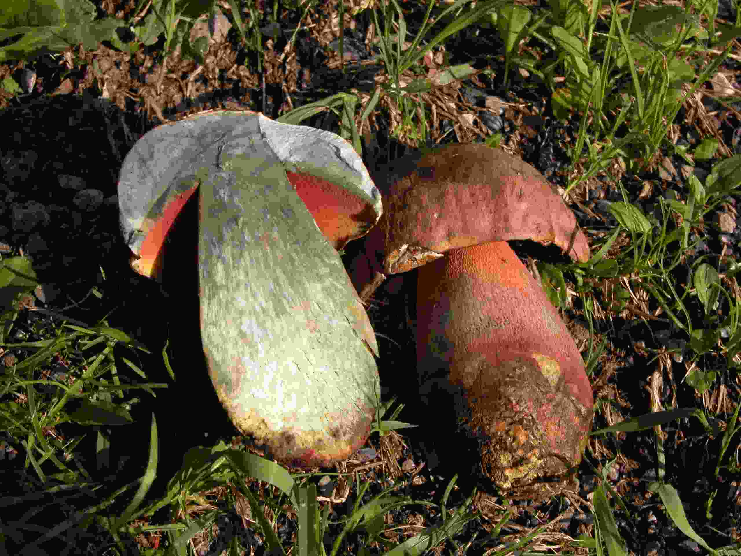 Boleto in ambiente misto faggi/abeti